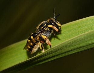 Macro of a wasp