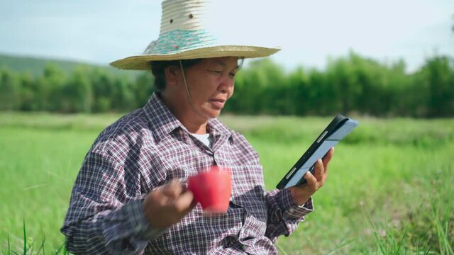 4K. B roll of Senior Thai farmer using laptop in the rice field with drink a coffee and looking the rice field for analysis and statistical information. Smart farmer using technology for management.