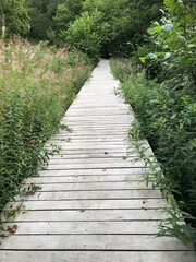 Obraz premium Wooden boardwalk in the forest