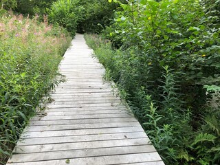 Obraz premium Wooden boardwalk in the forest