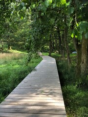 Obraz premium Wooden path in the forest, new boardwalk near Hald Lake, Hald Sø, Viborg, Denmark
