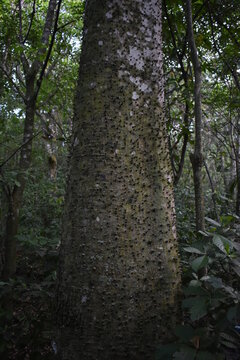 Barriguda (Ceiba sp)