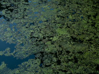 An overgrown pond, green algae on the surface of the water, a backwater, a swamp in a low key.