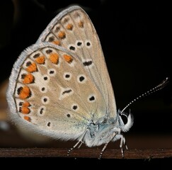 Pseudophilotes bavius sp butterfly.