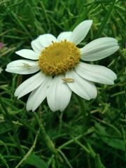 Obraz premium white daisy flower