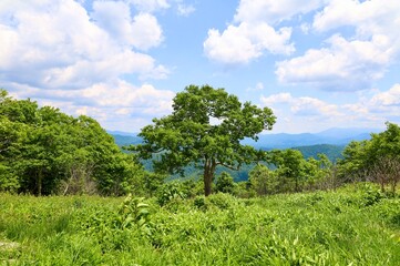 Obraz premium tree on a hill