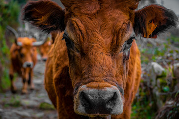 close up de vaca castanha no campo