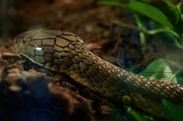 Close up of the head of a king cobra (Ophiophagus hannah), snake in the Elapidae family and is the largest venomous snake in existence