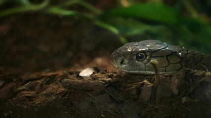 Close up of the head of a king cobra (Ophiophagus hannah), snake in the Elapidae family and is the...