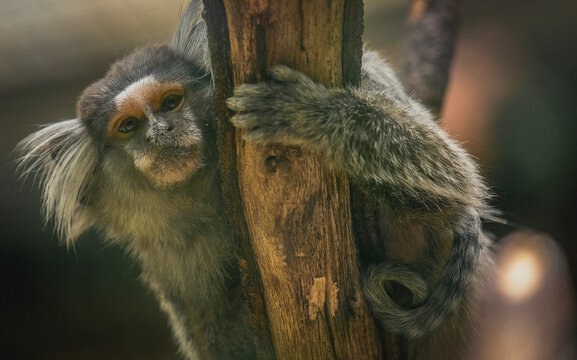 pequeno sagui na &aacute;rvorecurioso