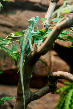 Green Eastern casquehead iguana (Laemanctus longipes), species of lizard in the family Corytophanidae, climbing a tree