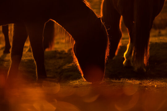 Silhueta de cavalos a pastar no campo ao fim de tarde