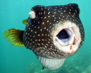 Costa Rica Pacific sea life © Brian
