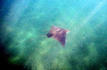 Fototapeta premium Costa Rica Pacific sea life