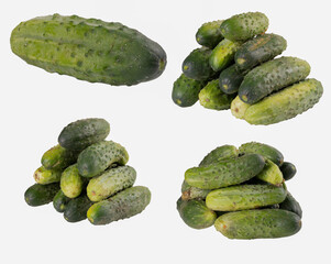 Fresh cucumbers grown in the home garden. Vegetables used in home cooking.