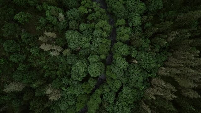 Luftaufnahme von Bäumen im Höllental im Frankenwald, Oberfranken