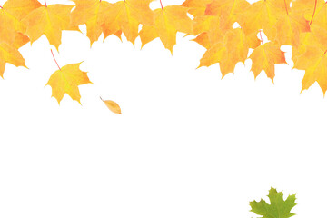 Yellow-orange maple leaves on a background of autumn nature with copy space