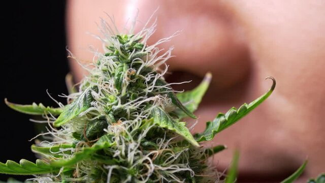 Macro shot of female sniff and smell fresh marijuana flower top buds while working in greenhouse farm, legalized weed, medical medicine and treatment, cannabis industry research, terpenes therapy