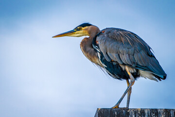 A great blue heron perched against a blue sky