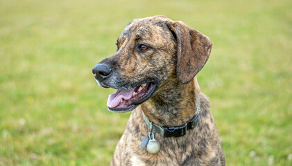 Plott Hound dog panting in a field