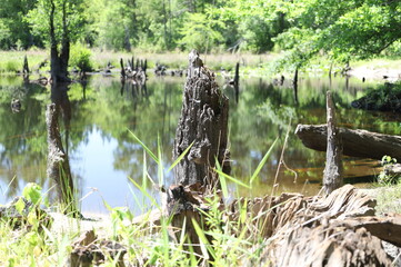 Fototapeta na wymiar swamp woods and mud