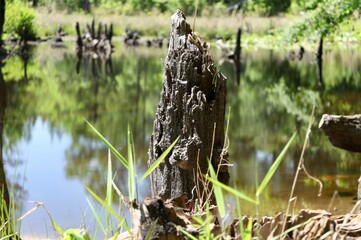 swamp woods and mud