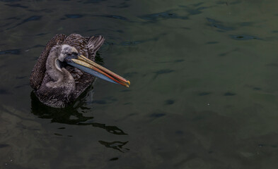 pelican on the water