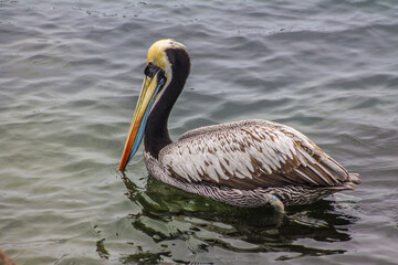 pelican on the beach