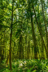 Fototapeta na wymiar Lush green trees and ferns in the Hoh Rainforest, Olympic National Park WA