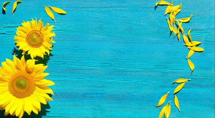 Banner with yellow sunflower flowers and petals scattered on vibrant textured turquoise wood....