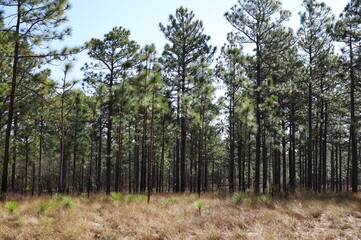 pine trees