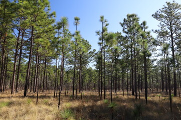 pine trees