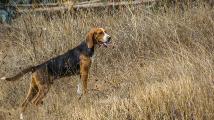 baegle de campo