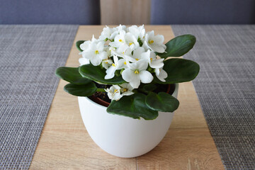 White African violet in flower pot