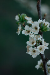 Lush white plum blossom. Spring. Plum tree branch. Green background. Nature 