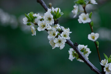 Lush white plum blossom. Spring. Plum tree branch. Green background. Nature 