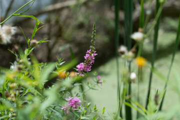Lythrum salicaria (pink flower) and other weeds growing near the edge of a pond