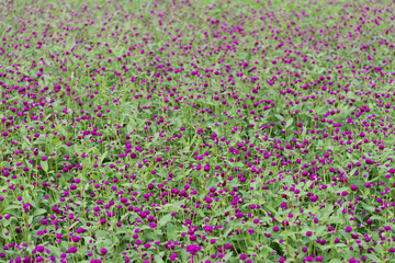 field of purple Gomphrena globosa