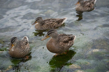 ducks in the water