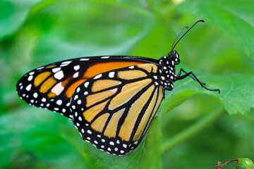 Monarch butterfly on plants