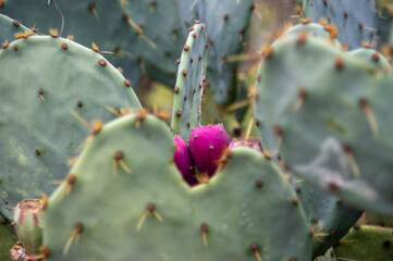 cactus in bloom