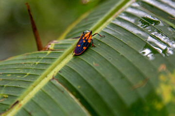 bug on leaf