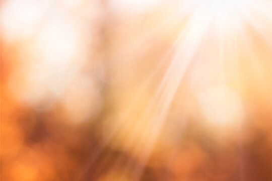 blur autumn trees and sun rays, defocus background