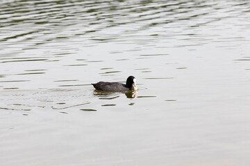 natural environment for wild bird life, close up