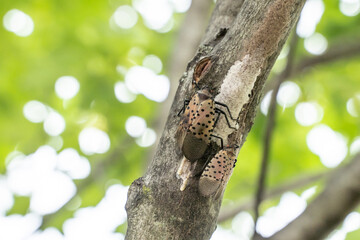Spotted Lanternfly Laying Eggs. Lanternflies lay eggs in fall. The first instar nymph hatches starting in May. 