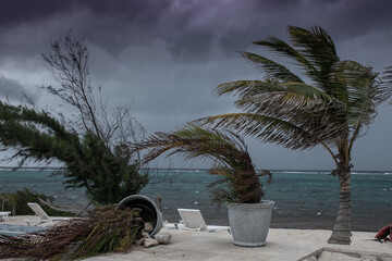 seasonal tropical stormy weather causes damage to outdoor plants and trees as high winds sweep...