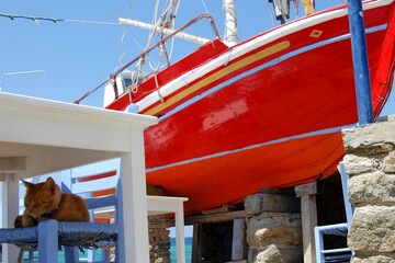 Cat living in Mykonos town
