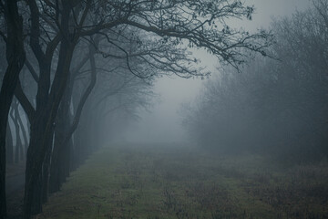 The claws of the black branches grab the wisps of fog