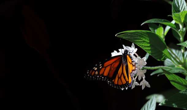 Monarch Butterfly on White Flower with Copy Space