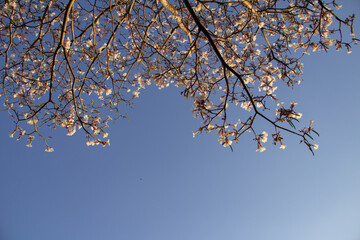 Detalhe de um ipê branco florido com céu azul ao fundo. Tabebuia roseo-alba.